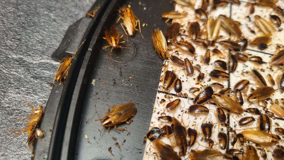 Cafard dans une cuisine