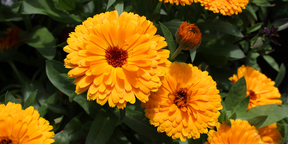 Fleur de souci jaune orangé éclatante