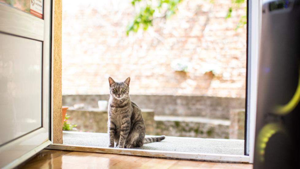 Chat mystérieux devant une porte