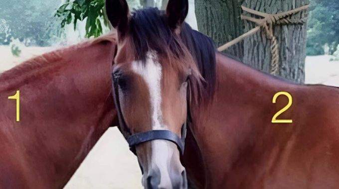 Image énigmatique de deux chevaux dont la perspective est ambiguë