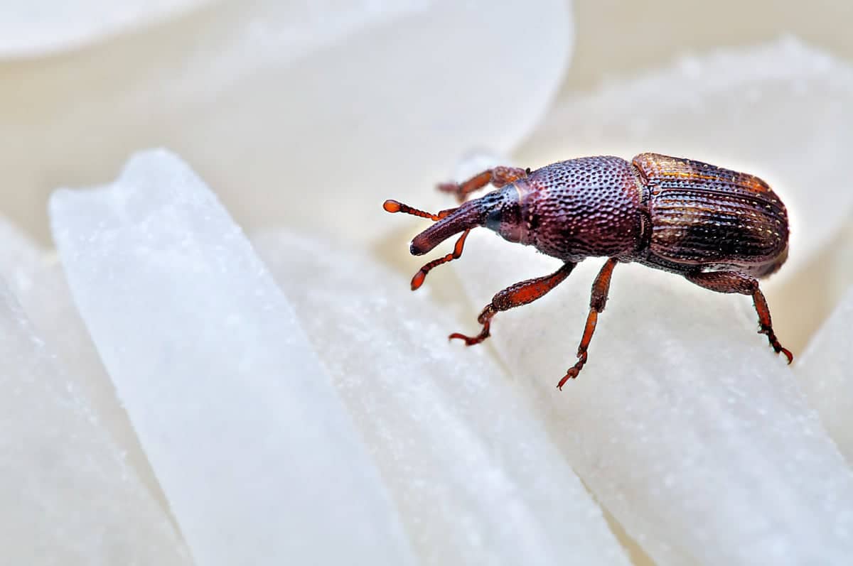 Charançon du riz agrandi au microscope