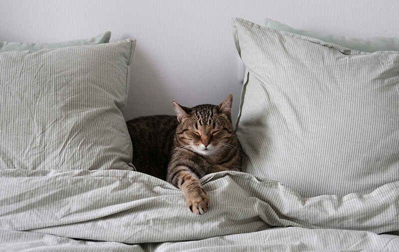 Chat endormi paisiblement sur un lit, lové contre un coussin