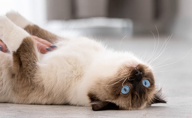 Chat domestique heureux dans son intérieur