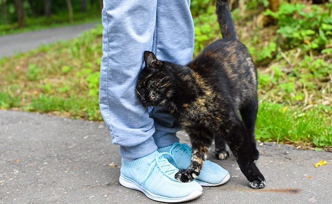 Votre chat vous frôle, vous mordille ou vous observe en silence ? Voici ce qu’il essaie vraiment de vous dire