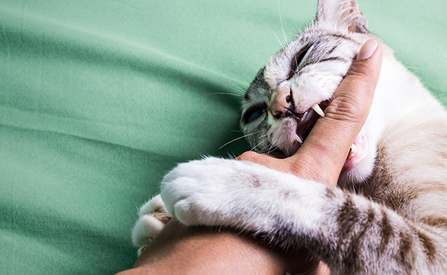 Chat jouant et mordillant doucement un jouet