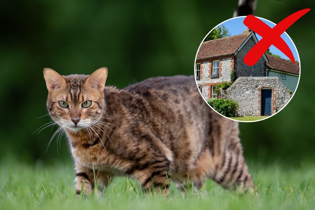 Chat observant au loin, comme attiré par quelque chose