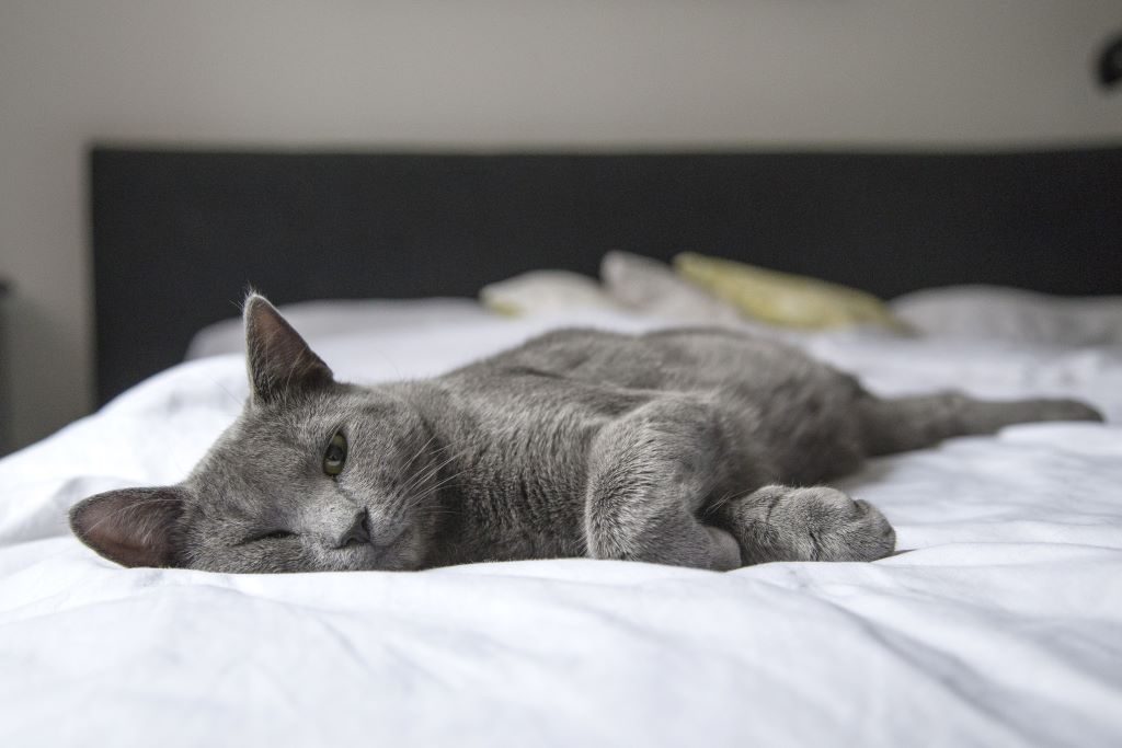 Chats et sommeil partagé : 10 explications fascinantes à ce comportement nocturne