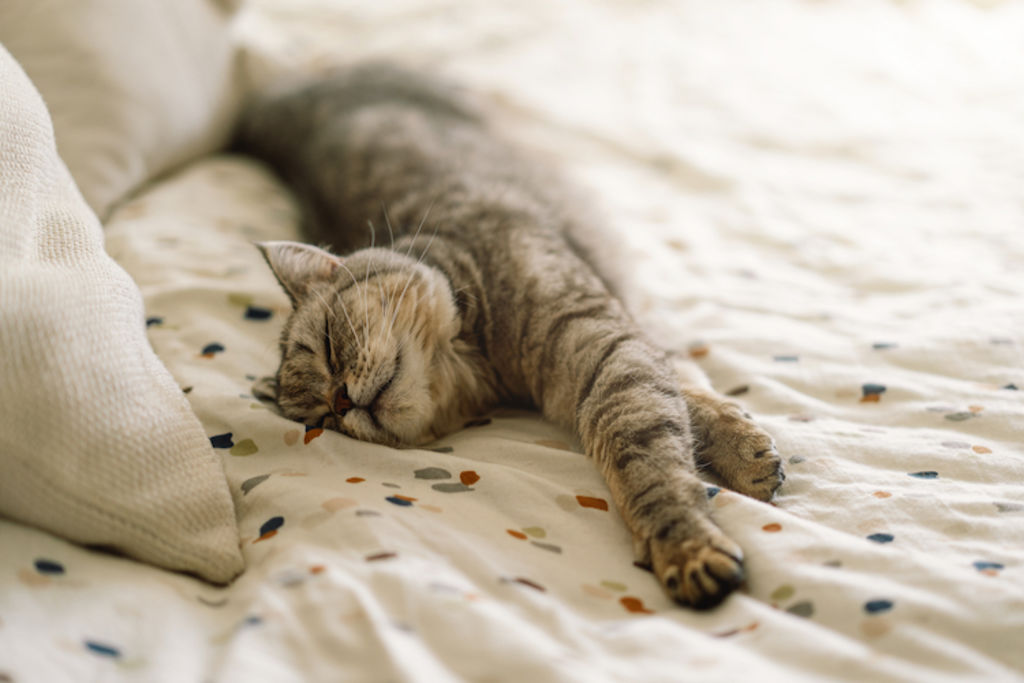 Chat allongé sur un lit, regardant tendrement la personne hors-champ