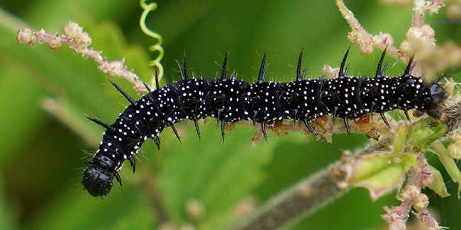 Chenille noire et jaune sur une branche