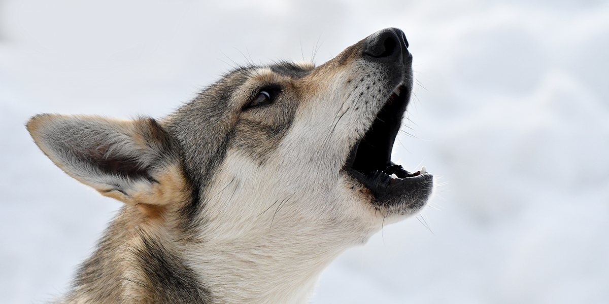 Loup hurlant dans la nature