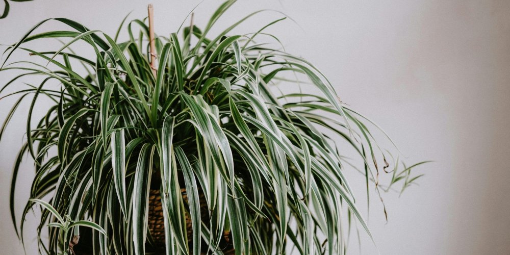 Détail des feuilles et des stolons du chlorophytum