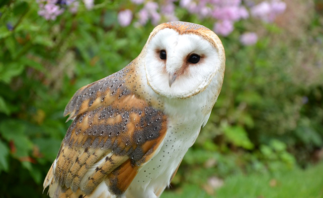 Représentation artistique d'une chouette, symbole de sagesse