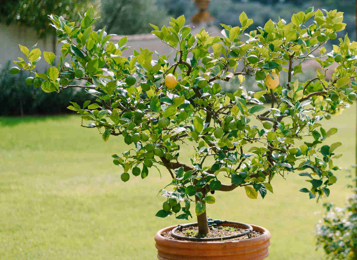 Citronnier en pot avec des fruits