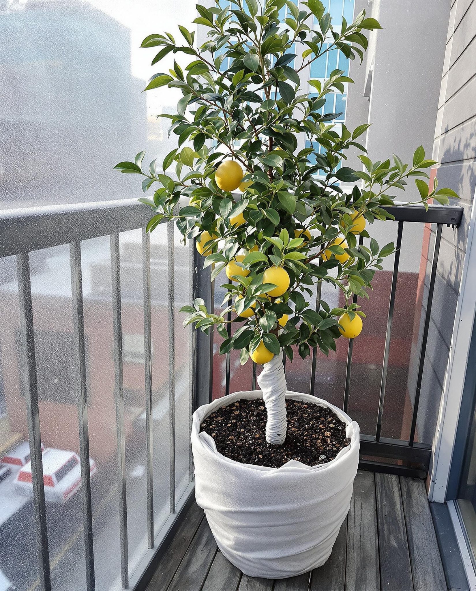 Citronnier en pot sur un balcon urbain en hiver