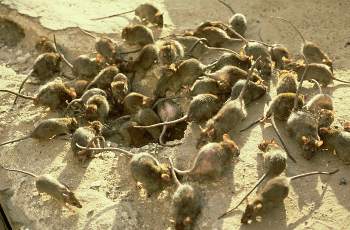 The Black Death was one of the worst pandemics in history 
