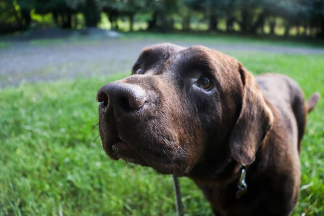 Genital dog sniff
