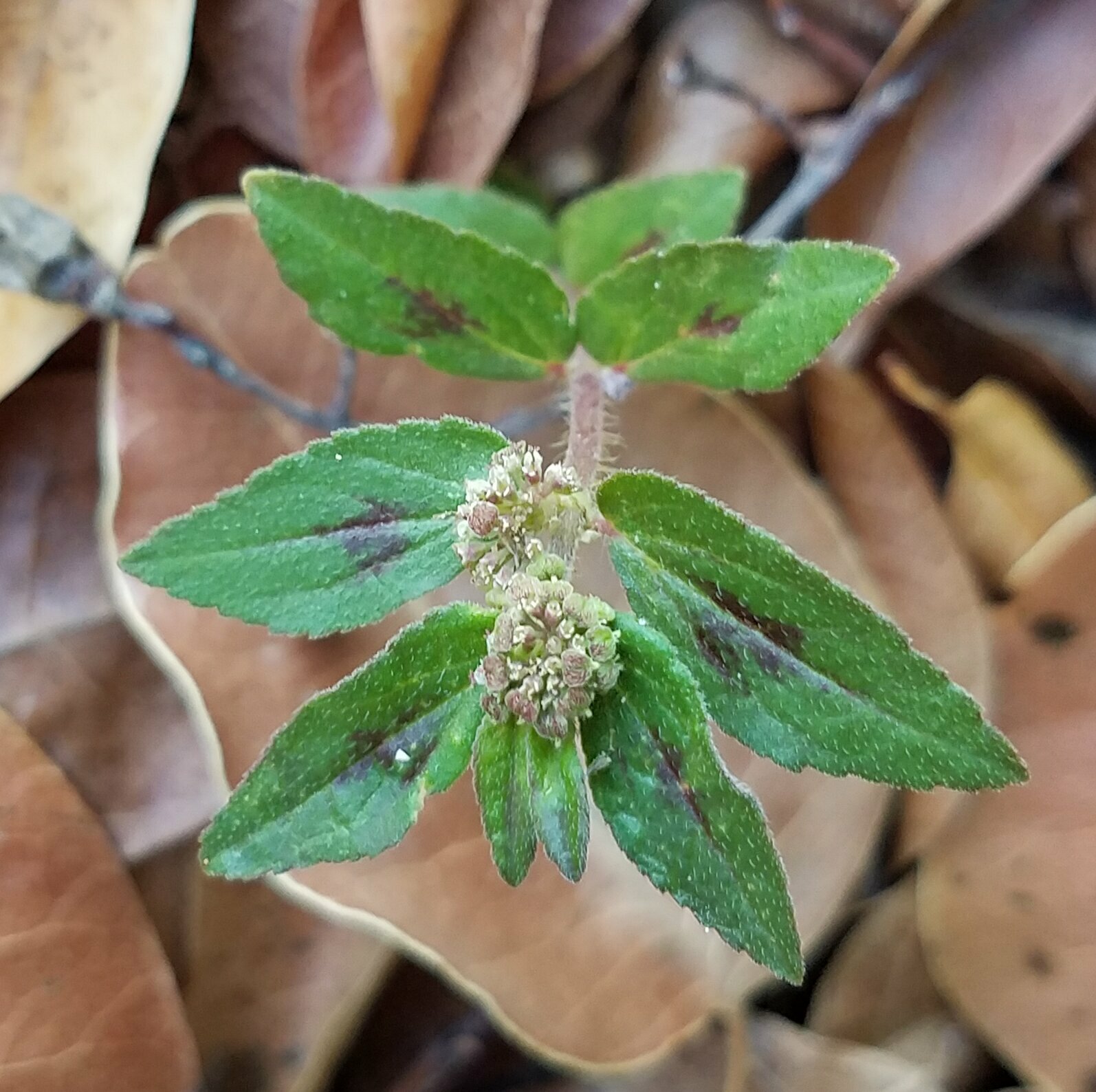 Euphorbia hirta (Pillpod Sandmat) - FSUS