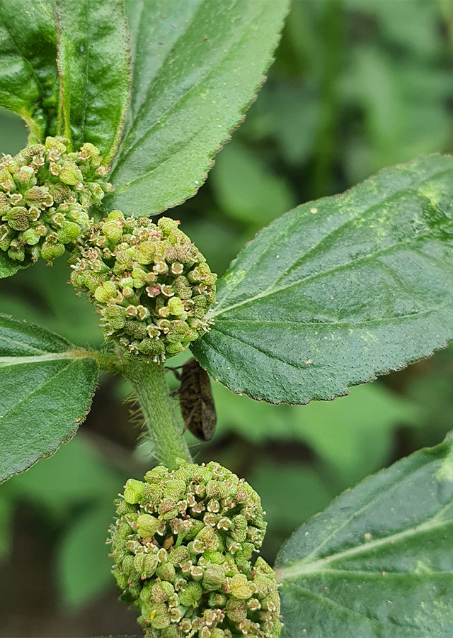 Euphorbia hirta