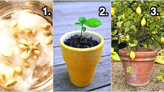 Un jeune plant de citronnier en pot avec de belles feuilles vertes