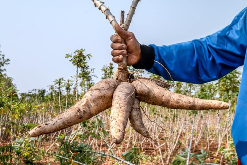 La racine nourricière qui cache un poison mortel : le paradoxe du manioc