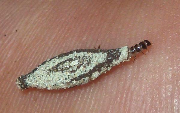 Gros plan sur une larve de mite dans son fourreau sur un mur