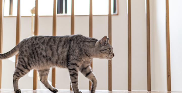 Chat observant son environnement avec curiosité