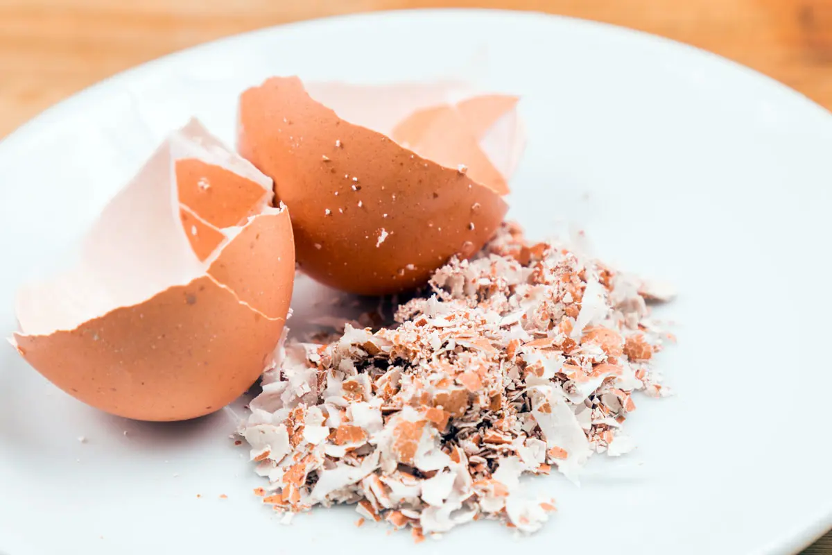 Poudre de coquilles d'œufs répandue sur de la terre