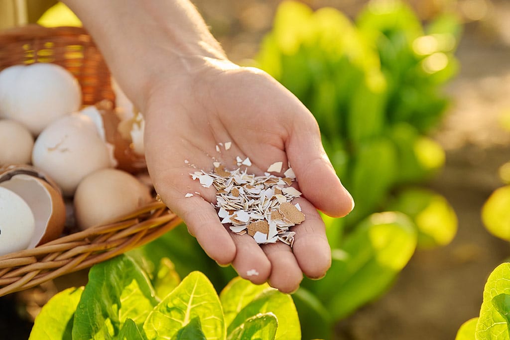 Coquilles d'œufs broyées près d'un plant de tomate en pot