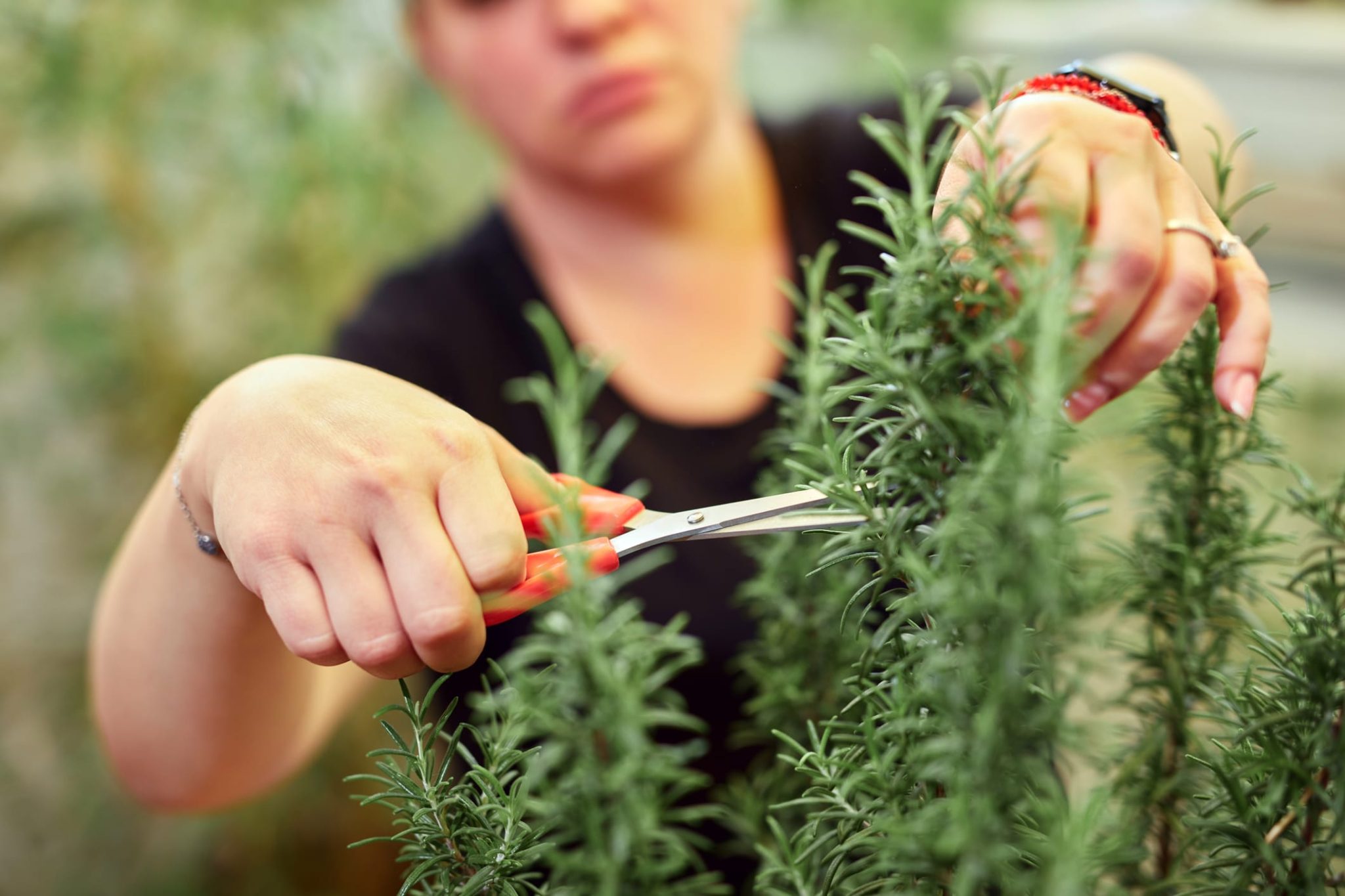 Sécateur en train de tailler un plant de romarin en pot