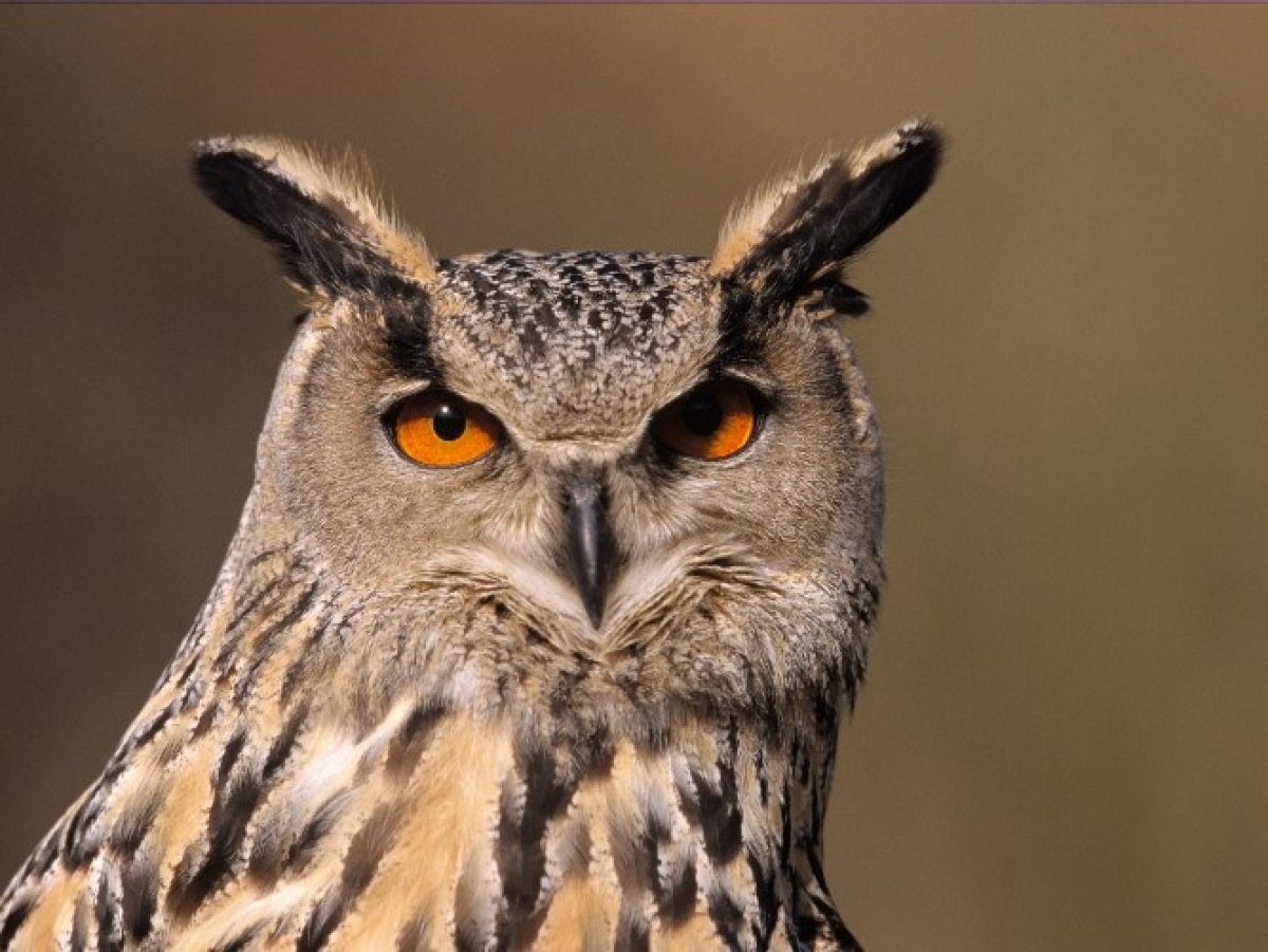Grand-duc d'Amérique, oiseau de nuit majestueux