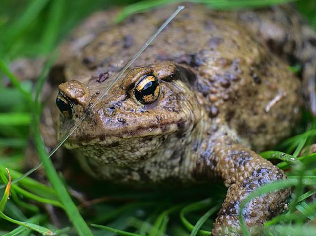Un crapaud commun (Bufo bufo) posé sur un sol naturel, illustrant sa texture de peau et son apparence