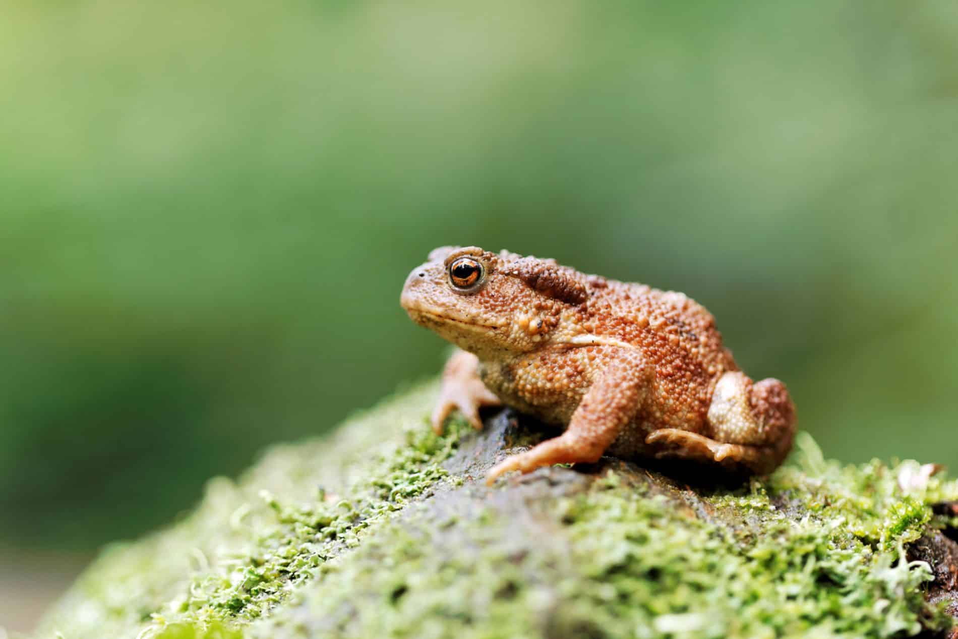 Crapaud se camouflant dans un jardin verdoyant