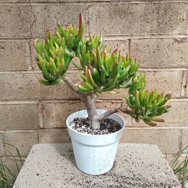 Variété 'Gollum' de Crassula ovata avec ses feuilles tubulaires