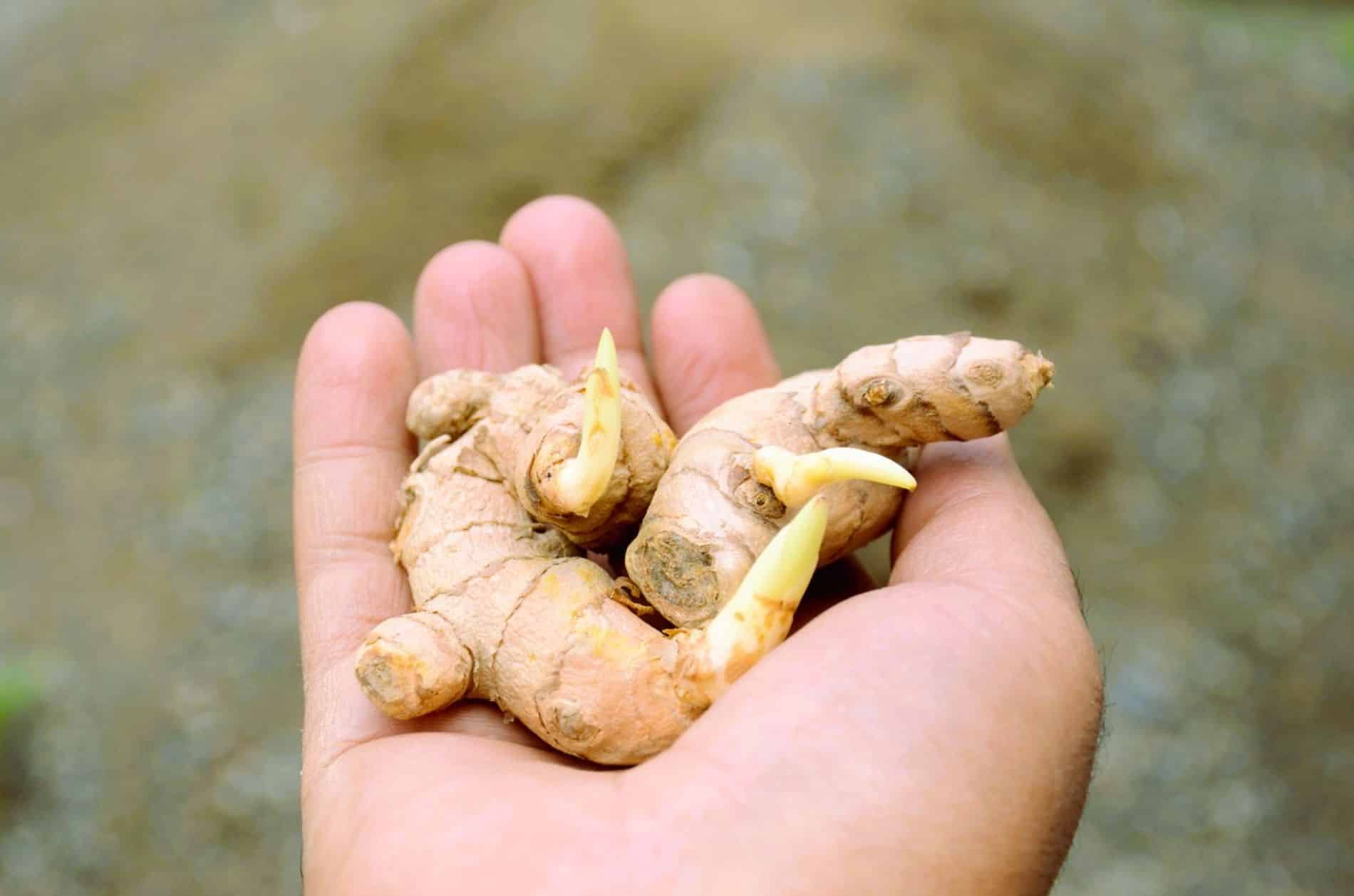 Rhizome de gingembre avec des pousses vertes poussant dans un verre d'eau transparent