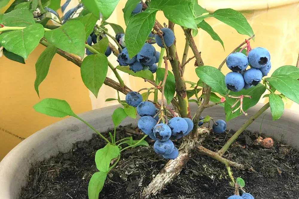 Mains préparant un mélange de terre de bruyère pour myrtillier