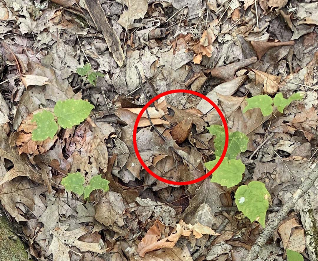 Sauras-tu débusquer le serpent caché dans cette image ? Un test qui met vos sens à l’épreuve.