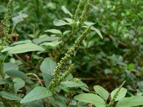 Pourquoi ce « chiendent » qui envahit votre jardin est en réalité un trésor nutritionnel insoupçonné