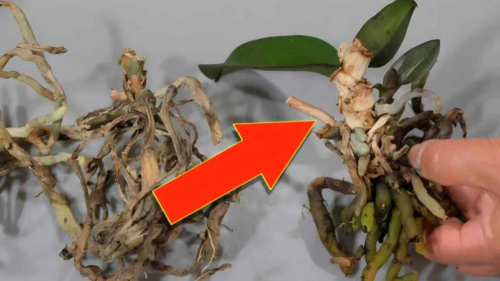 Ce geste simple peut redonner vie à votre orchidée fanée : ne la jetez plus !