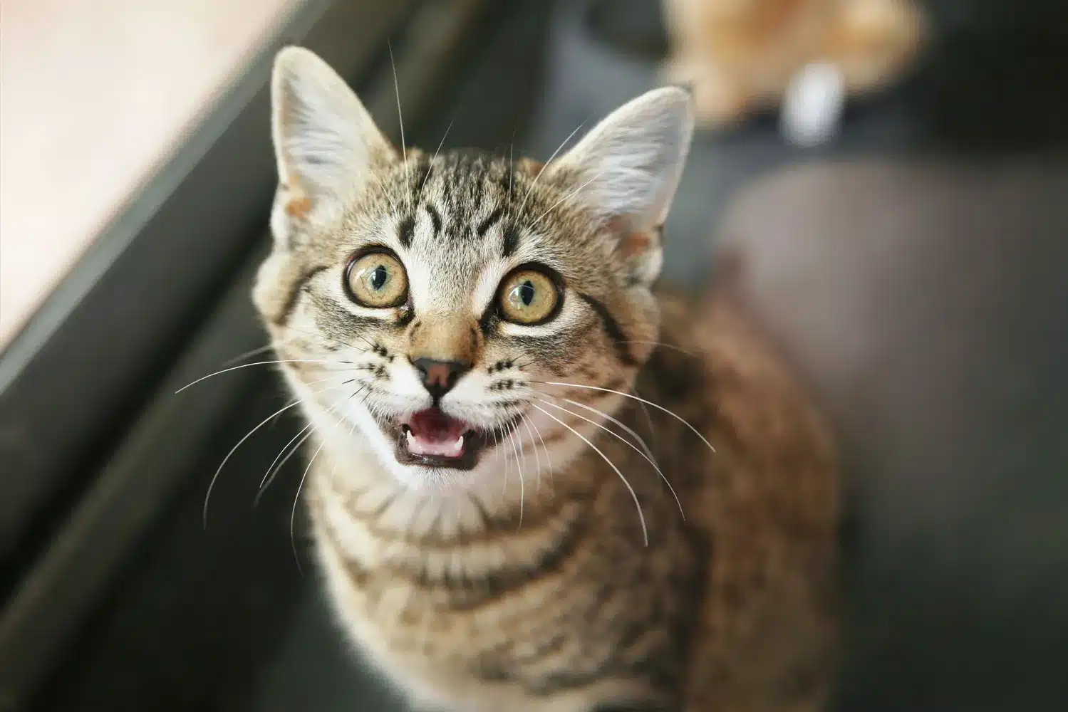 Votre chat vous frôle, vous mordille ou vous observe en silence ? Voici ce qu’il essaie vraiment de vous dire