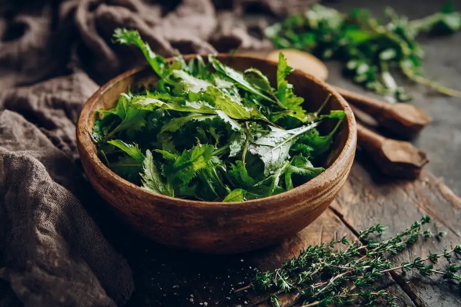 Préparation culinaire de feuilles de laitue sauvage