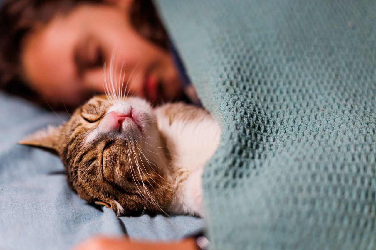 Enfant et chat dormant ensemble