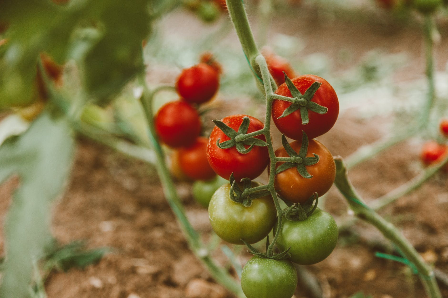 Plant de tomate en pot vigoureux avec de nombreux fruits