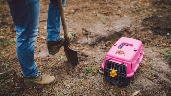 Illustration d'un chien dans un jardin