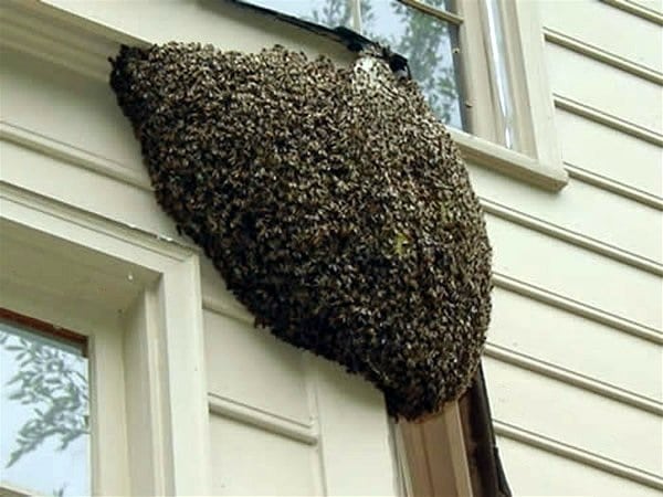 Groupe compact d'abeilles suspendues