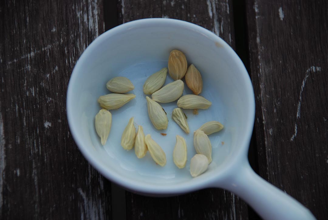 Infusion aux pépins de citron