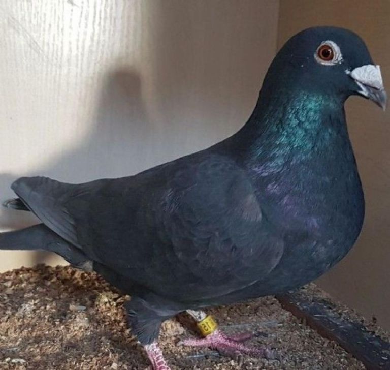 Pigeon en gros plan, détail de son plumage et de son regard
