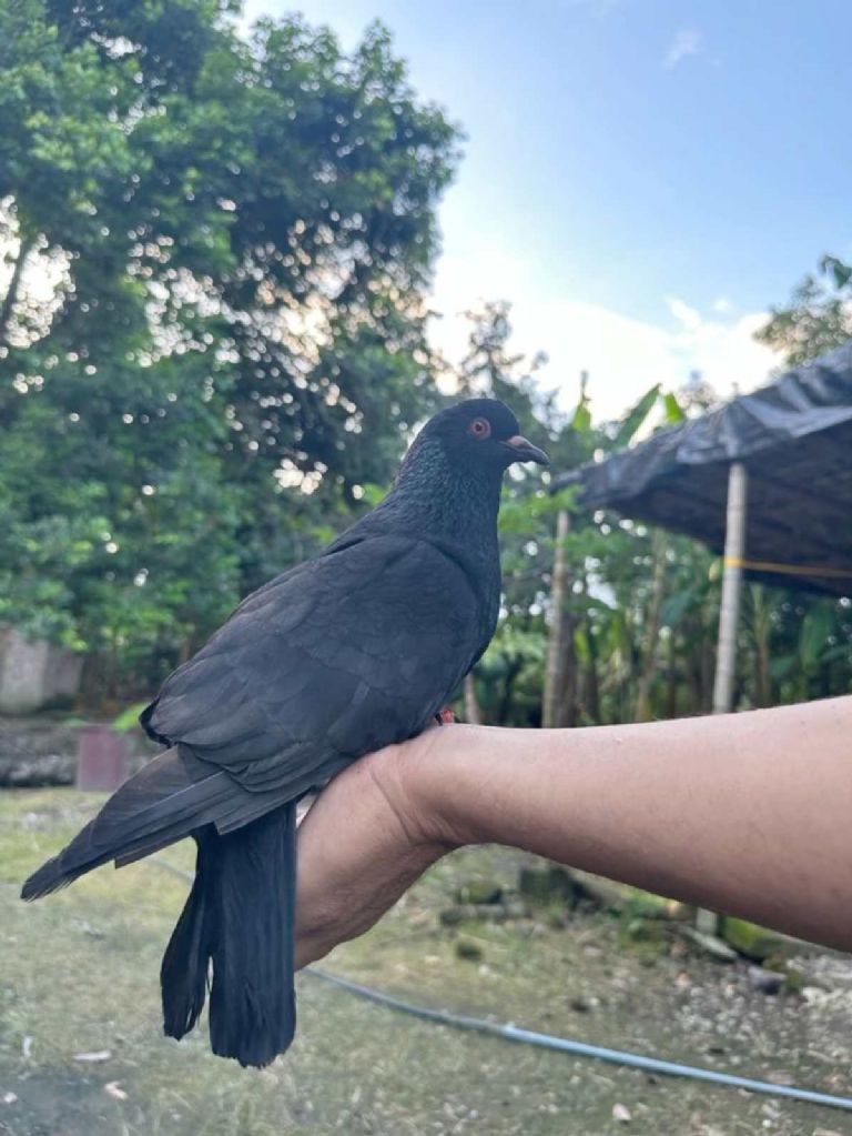 Méthodes douces pour éloigner un pigeon d'un balcon, comme des rubans réfléchissants