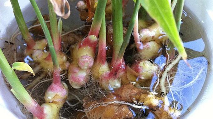 Main tenant un morceau de gingembre frais avec des bourgeons visibles