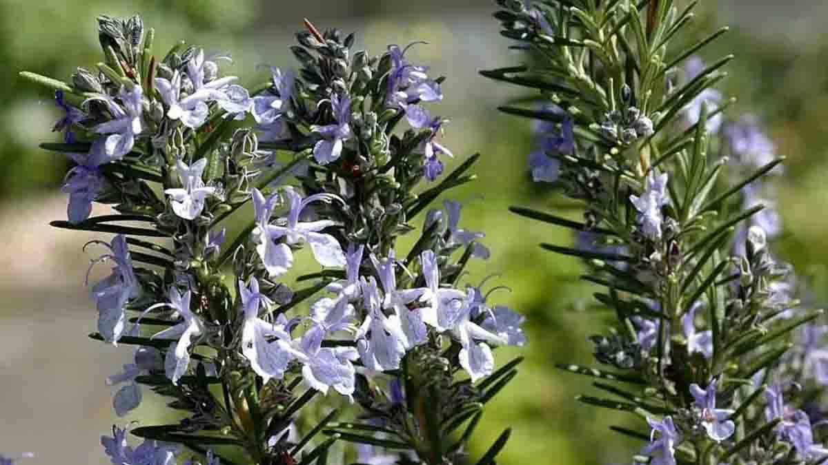 Une casserole avec des brins de romarin frais dans de l'eau bouillante, une astuce maison simple