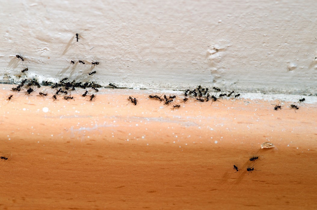 Pépins de citron comme répulsif naturel contre les insectes